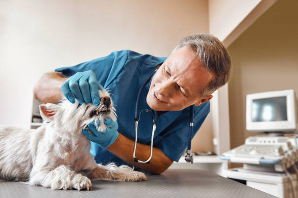 Best Emergency Tooth Extraction in Potomac, MD